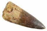 Fossil Spinosaurus Tooth - Gorgeous Tooth! #347158-1